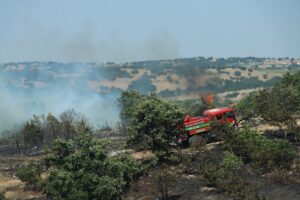 KIRKLARELİ (AA) – Kırklareli'nde ceviz bahçesinde çıkan ve ağaçlık alana