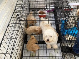 KIRKLARELİ (AA) – Kırklareli'de kaçak olarak ticareti yapılan 12 köpek