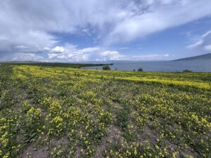 ARDAHAN (AA) – Kışın yüzeyi buz tutan Çıldır Gölü'nün çevresi