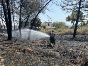 KOCAELİ (AA) – Kocaeli'nin Derince ilçesinde ağaçlık ve otluk alanda