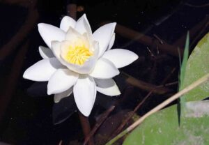 MUĞLA (AA) – Köyceğiz Gölü'nün uzantısındaki kanallarda yetişen ve "tüm