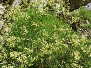 BARTIN (AA) – SELİM BOSTANCI – Bartın Üniversitesinden (BARÜ) Doç.