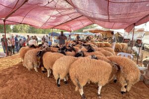 TRABLUS (AA) – MUHAMMED SEMİZ – Libya'nın başkenti Trablus'ta son