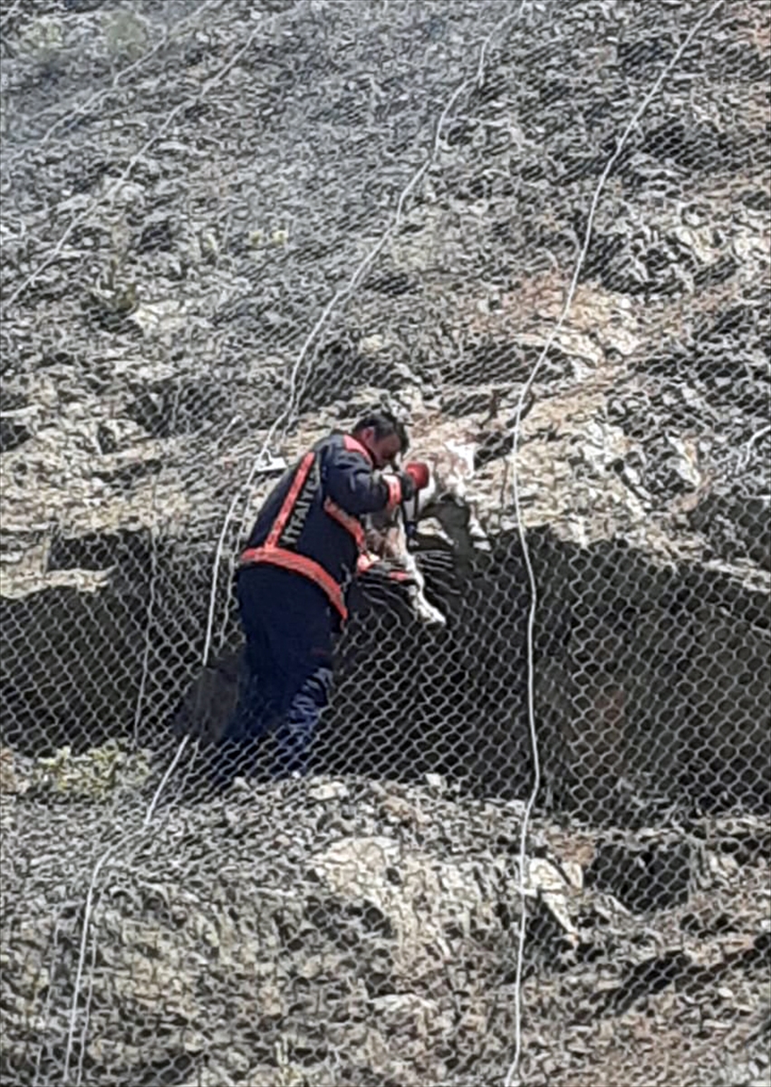 Malatya'da koruma tellerine takılan 2 yaban keçisi kurtarıldı
