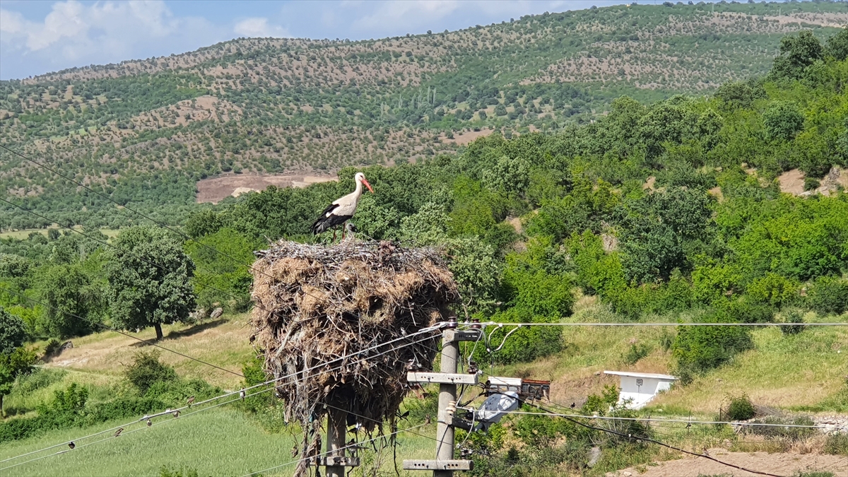 Manisa'da yıllardır aynı direğe yuva yapan leylekler için enerji hattının yeri değiştirildi