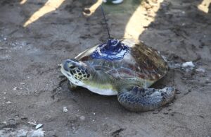 MERSİN (AA) – Mersin'in Akdeniz ilçesinde, "Atlas" adı verilen yeşil