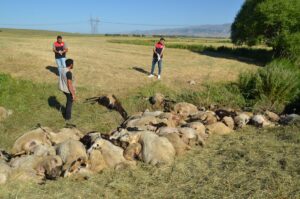 MUŞ (AA) – Muş'ta gece saatlerinde dere yatağından geçmeye çalışırken