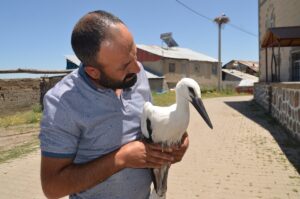 MUŞ (AA) – Muş'ta elektrik direğindeki yuvadan düşen leylek yavrusu