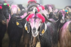 SAKARYA (AA) – İBRAHİM YOZOĞLU – Sakarya'nın Hendek ilçesinde besiciler,