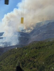 BİLECİK (AA) – Sakarya'nın Taraklı ilçesindeki ormanlık alanda çıkan ve
