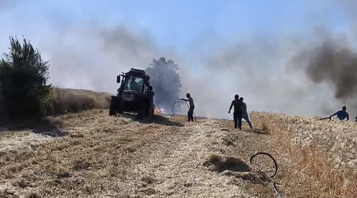 Samsun'da çıkan yangında yaklaşık 11 dönüm buğday ekili arazi zarar gördü