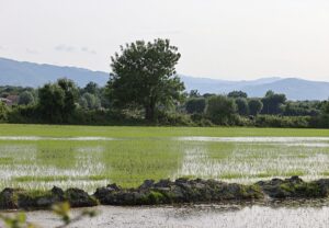 SAMSUN (AA) – Samsun'un Alaçam ilçesinde 23 bin 800 dekar