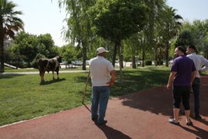 ŞANLIURFA (AA) – Şanlıurfa'nın Haliliye ilçesinde kesime götürülürken kaçan kurbanlık