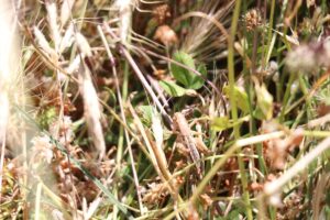 SİİRT (AA) – MEHMET NİYAZİ DENİZ – Siirt'in Pervari ilçesinde