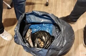 SİNOP (AA) – Sinop'ta, nesli tehlike altındaki yabani orkidenin (salep)