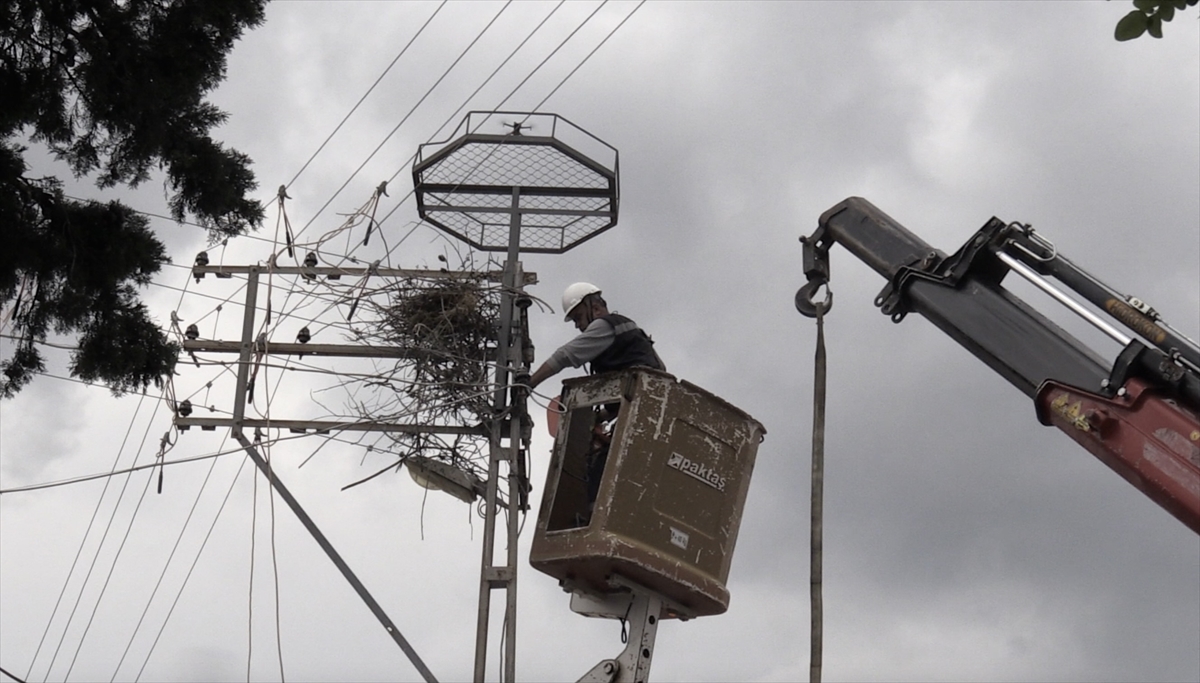 Sinop'ta leyleklerin güvenliği direklere yerleştirilen yapay platformlarla sağlanıyor