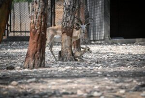 MERSİN (AA) – Mersin'deki Tarsus Doğa Parkı'nda lemur, geyik, zebra