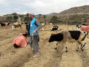 KABİL (AA) – Türkiye Diyanet Vakfı (TDV), vekaletle kurban kesim