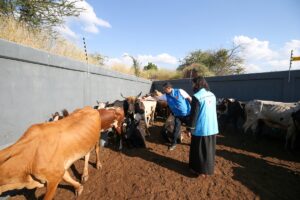 TETE (AA) – Diyanet İşleri Başkanlığı ve Türkiye Diyanet Vakfının