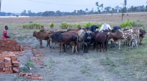 LİLONGWE (AA) – Diyanet İşleri Başkanlığı ve Türkiye Diyanet Vakfının