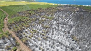 TEKİRDAĞ (AA) – Tekirdağ'ın Şarköy ilçesinde orman yangınında zarar gören
