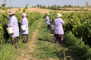 - Bu yıl Tekirdağ Bağcılık Araştırma Enstitüsü'nde 1 ton Yapıncak