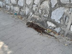 YALOVA (AA) – Yalova'nın Çınarcık ilçesinde yaralı halde bulunan nesli