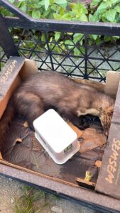 ZONGULDAK (AA) – Zonguldak'ın Alaplı ilçesinde yaralı halde bulunan sansar