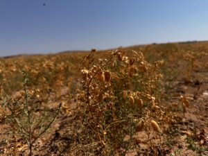 AKSARAY (AA) – Aksaray'da 500 dönümlük alana ekilerek hasat edilen