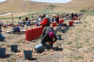 AMASYA (AA) – Türkiye'nin önemli soğan üretim merkezlerinden Amasya'da hasat
