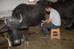 AMASYA (AA) – Amasya'nın Taşova ilçesinde yaşayan 41 yaşındaki Veysel