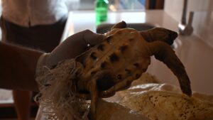 ANTALYA (AA) – Antalya'nın Manavgat ilçesinde, çuvala ayağı dolanan yeşil