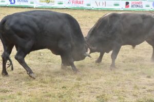 ARTVİN (AA) – Artvin'de düzenlenen "44. Kafkasör Kültür, Turizm ve