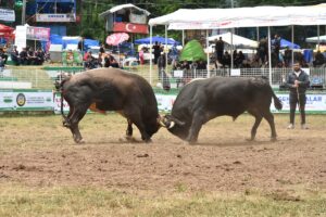 ARTVİN (AA) – Artvin'de 44'üncüsü organize edilen "Kafkasör Kültür, Turizm