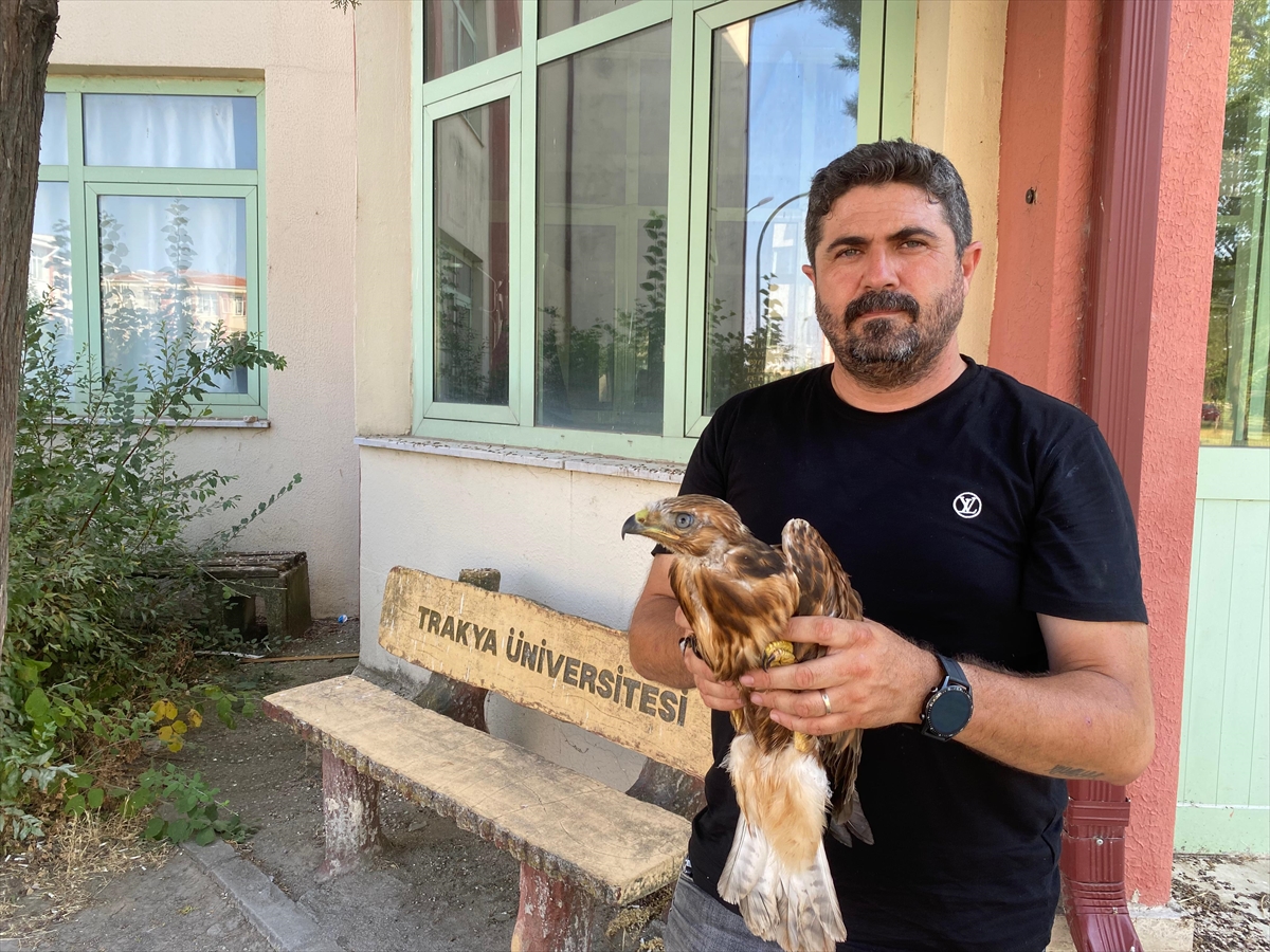 Aşırı sıcaklarda bitkin düşen yaban hayvanları tedavi sonrası doğaya bırakılıyor