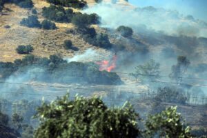 AYDIN (AA) – Aydın'ın Efeler ilçesinde zeytinlik alanda çıkan yangın,