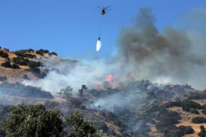 AYDIN (AA) – Aydın'ın Efeler ilçesinde zeytin ağaçlarının bulunduğu alanda