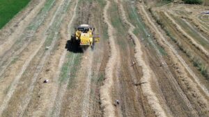 SAMSUN (AA) – Samsun'un Bafra ilçesinde ekilen hububatın hasadı başladı.