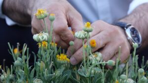 BALIKESİR (AA) – Balıkesir Büyükşehir Belediyesi ve ilçe belediyelerinin katkılarıyla