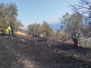 BALIKESİR (AA) – Balıkesir'in Edremit ilçesinde zeytinlik alanda çıkan yangın