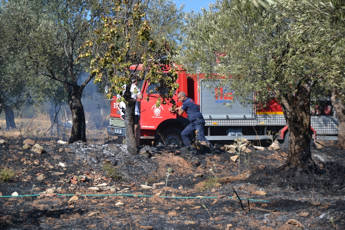 Balıkesir'de zeytinlikte çıkan yangın söndürüldü