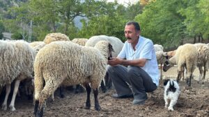 BARTIN (AA) – Bartın'da koyun sürüsüne saldırmak isteyen kurt, üzerinde