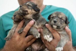 - Mamak Belediyesince koruma altına alınan köpek yavrularına "Mutlu", "Kutlu"