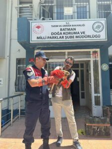 BATMAN (AA) – Batman'ın Beşiri ilçesinde jandarma ekiplerince yaralı bulunan