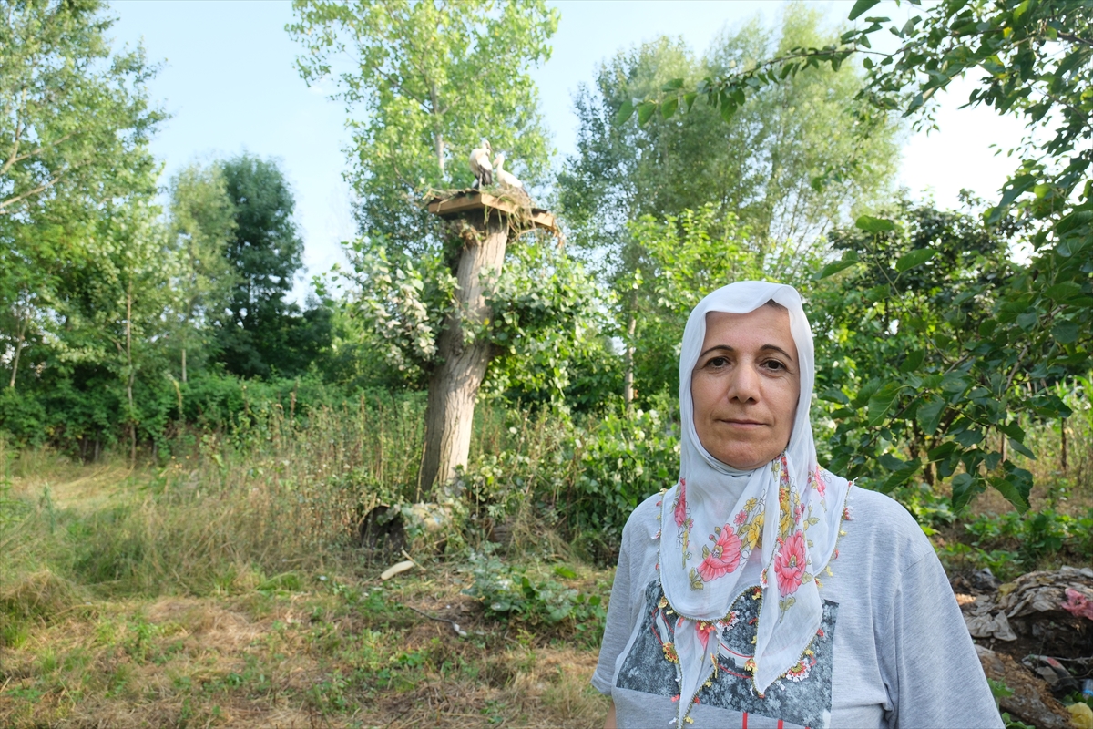 Belediye ekipleri yıkılan ağaçtan düşen leyleklere yeni yuva yaptı