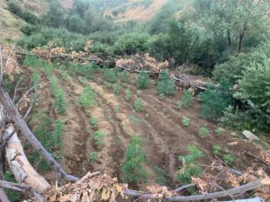 BİNGÖL (AA) – Bingöl'de düzenlenen uyuşturucu operasyonunda 1520 kök Hint