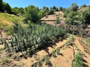 BİNGÖL (AA) – Bingöl'de düzenlenen uyuşturucu operasyonunda, bin 651 kök