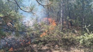 BOLU (AA) – Bolu'nun Göynük ilçesinde ormanlık alanda çıkan yangın,
