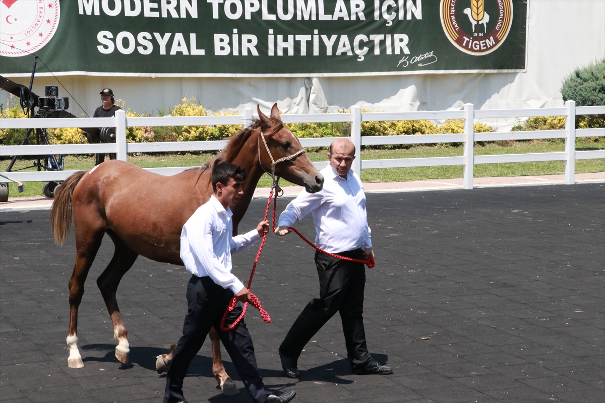 Bursa'da Arap tayların satışından 23 milyon lira gelir elde edildi