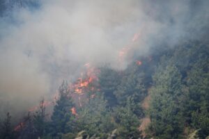 BURSA (AA) – Bursa'nın Gürsu ve Kestel ilçeleri arasındaki ormanlık